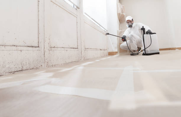24/7 Emergency Mold Removal experts in Ludington, MI