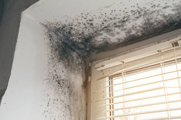 Affordable Mold Removal solutions in Ludington, MI